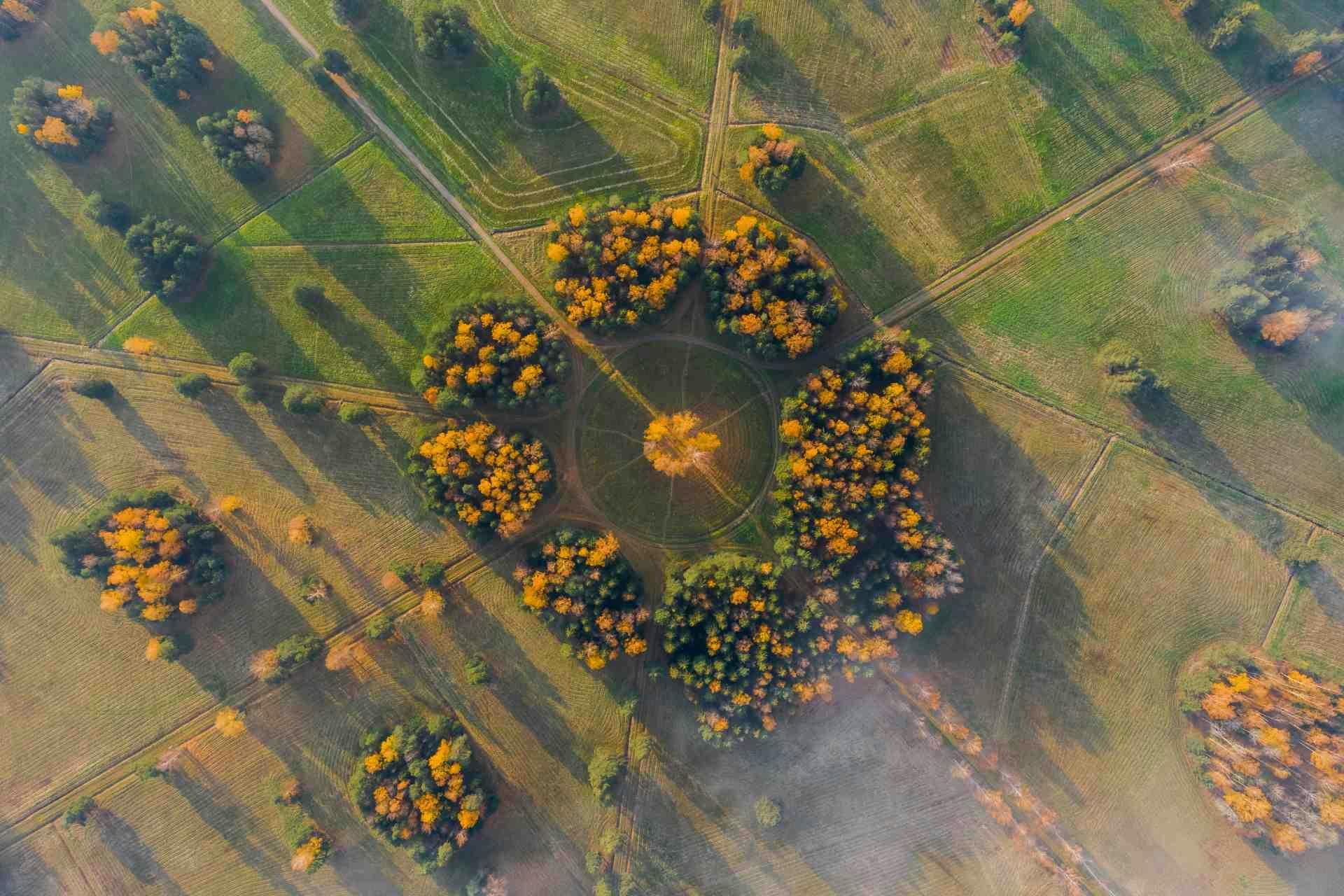 Aerial view of a circle of white birches in Pavlovsky Park, golden autumn, the tops of the trees are painted yellow, through the clouds, roads in the forest, long shadows from the trees